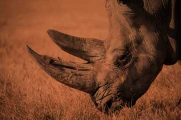 Rhino around the Okavango Delta, Botswana