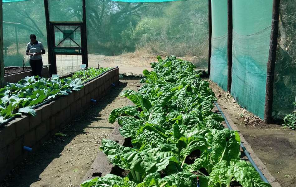 Garden at Tuli Safari Lodge – courtesy of Tuli Safari Lodge