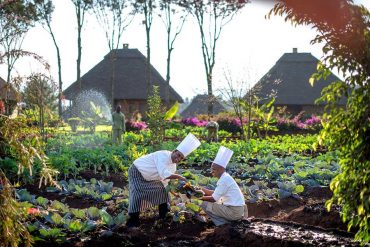 Vegetable garden at Neptune Ngorongoro