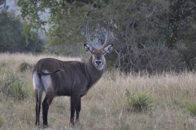 Wildlife roaming in Akagera National Park