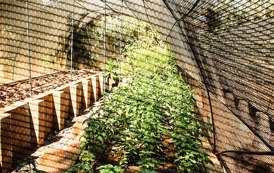 Fresh green produce being growing at Namibia's Wolwedans – courtesy of Wolwedans