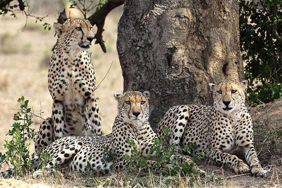 Wildlife at Phinda Game Reserve, and Beyond