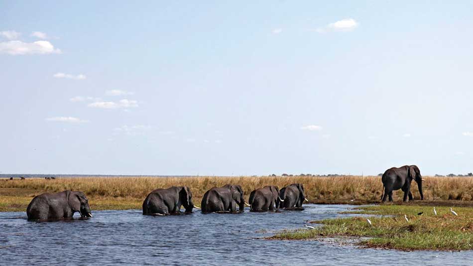 Wildlife at Chobe Lodge, andBeyond