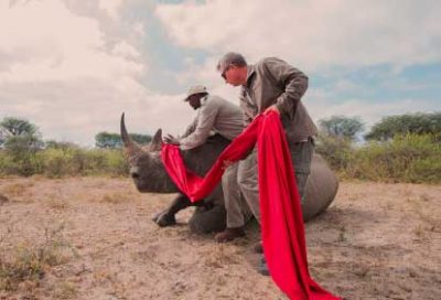 Rhino translocations with Rhinos Without Borders
