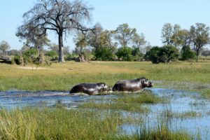 hippos delta