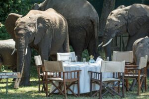 elephants in camp