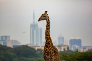 Nairobi 